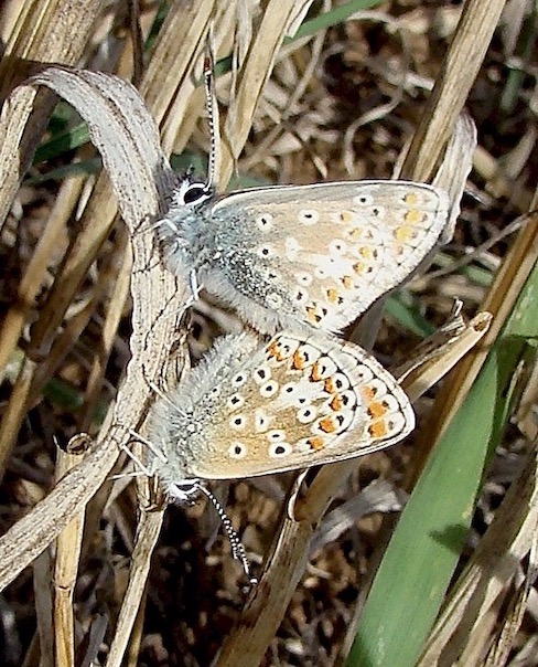 brown argus